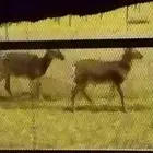 وعل وعل