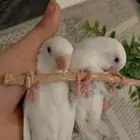 طير اليف روز