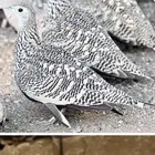 جوزين القطا الموقع مكه