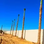 نخيل واشنطني نخيل عربي