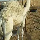 البيع قعود حوره تحت امه عمرا 6 شهوره الموقع الدلم عليه اسوم
