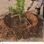 تكريب وتنضيف نخل العربي ولواشنطونيا وتغيير تربه