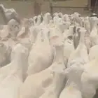 ضان بلدي رفيدي