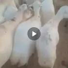 ضان رفيدي