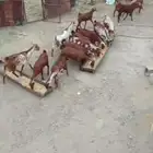 غنم قنو العدد 16