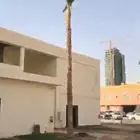 يوجد لدينا جميع انواع النخيل