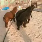 ذبايح عرب رخلين وخروفين طيبه بالحيل الموقع ضواحي الجبيل