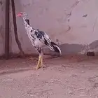ديك سندي فولي