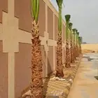 نخل للبيع الرياض القصيم