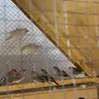 طيور زيبرا مع محكر كبير للبيع