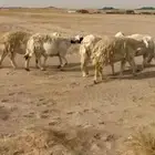 غنم حريات جنب دفيع حرش طيبه صنف الصنف