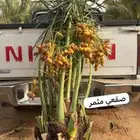 السلام عليكم ورحمة الله وبركاته يتوفر لدينا نخيل عربي مثمر
