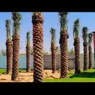 السلام عليكم يوجد لدينا جميع انواع النخيل الغربي وزينه