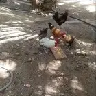 اربعه   ديكه بلديات عم ثمانية اشهر