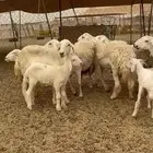 عرض اليوم غنم حريات خلفات حرش رخال طيبه