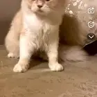 للبيع العمر 6 شهور