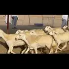 غنم حريات رخال