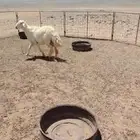خروف حري فحل توه بيدخل ثني امه نجديه