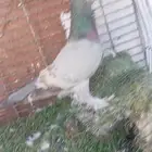 حمام شامي