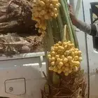 السلام عليكم ورحمة الله وبركاته يتوفر لدينا نخيل عربي مثمر