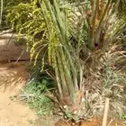 يتواجد لدينا نخل متواجد حايل