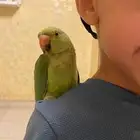 ببغاء دره للبيع