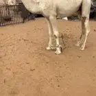 للبيع قعود حق رماني والددمشوار بعير عبيد زايد العصيمي