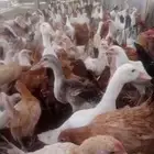 دجاج بلدي عمر اربع شهور مطعم جميع تطعيمات