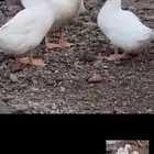 بط بكيني