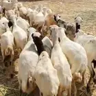 ضأن رفيديات قريب طيبه مرحه وحد العدد 50