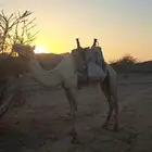 ركبي السن عليه شاق ناب طايع على الشرط