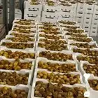 تمور حائل الفاخره