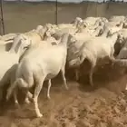غنم حريات جنب دفيع ومصاريع ومفصيل