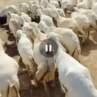 ضأن رفيديات طيبه قريب مرحه وحد