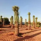 نخيل نقايل فروخ فسايل