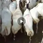 ضان بلدي رفيدي