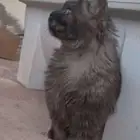 قط شيرازي