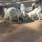 معزه طيبه وليد خمسة تحت 7 مشاء الله الخرج السلمية