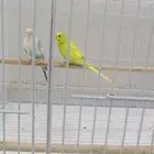 الطيور الزينه