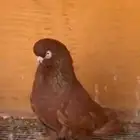 حمام لونق فيس بطل