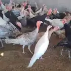 دجاج رومي قريب انتاج بامر الله