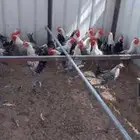 ديوك فيومي