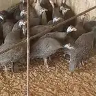 دجاج حبش
