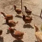 دجاج لوهمان بياض