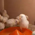 صوص لوهمان بيور صافي