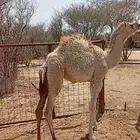بكره لباني