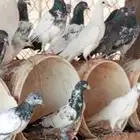 حمام باكستاني للبيع