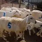 ضأن مقاني 9 معاها 9