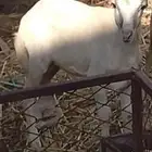 نعجه بكريه منتوج تحتها خروف