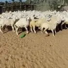 بهم تربية رمضان أو تأسيس مراح